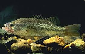 large mouth bass