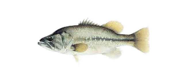 large mouth bass