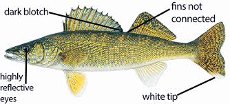 large mouth bass